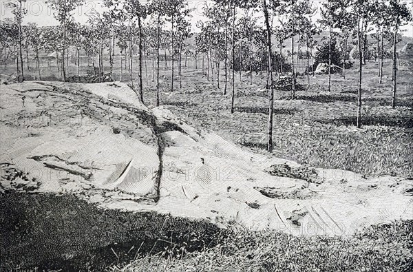 A netting spread on the ground which was used to capture falling olives in a Mediterranean olive grove