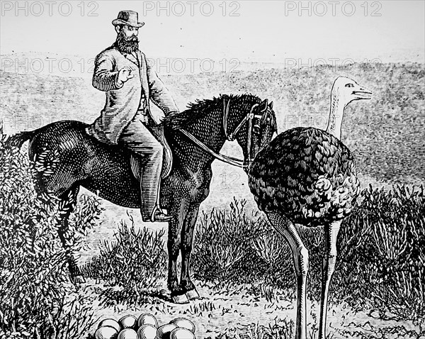 A man discovering an ostrich's nest on an ostrich farm near Grahamstown, South Africa