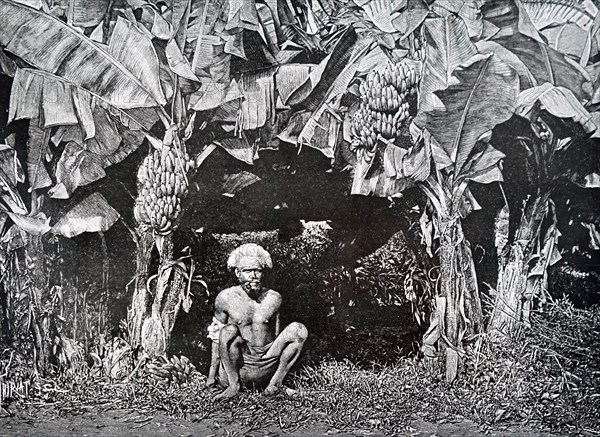 Lithograph depicting a banana grove in the Fiji Islands