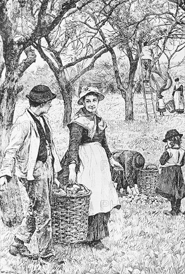 The harvesting of apples from an orchard in England