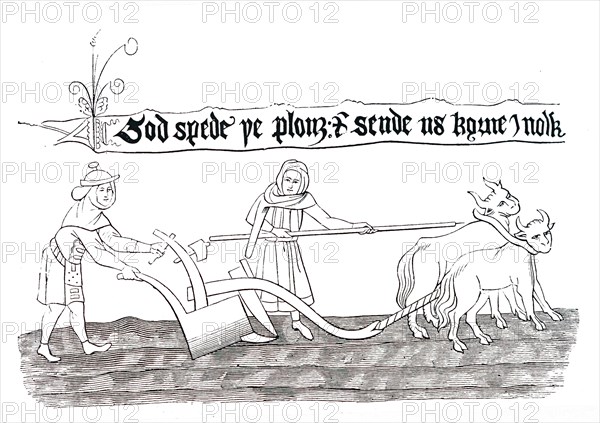 Ploughing in Anglo-Saxon times, with the use of Oxen as draught animals