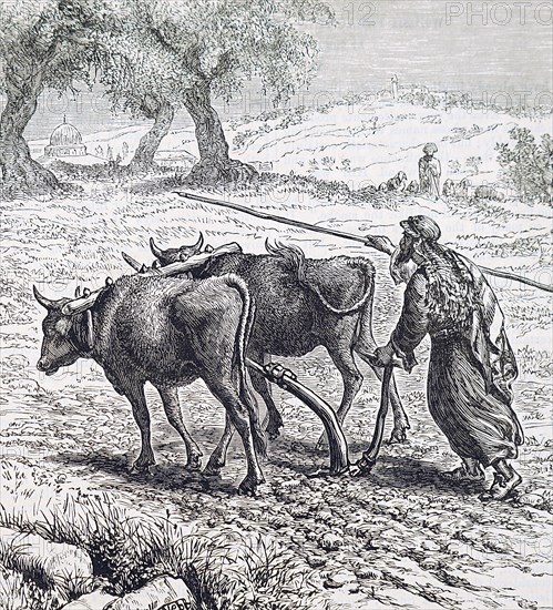A farmer ploughing with the aid of oxen Dated 19th Century