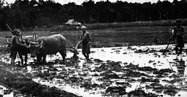 Photograph of farmers ploughing with bullocks and a wooden plough in Java, Indonesia