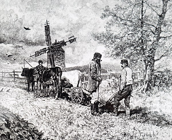 Oxen being used to plough fields in Canada