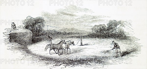 Threshing using horses