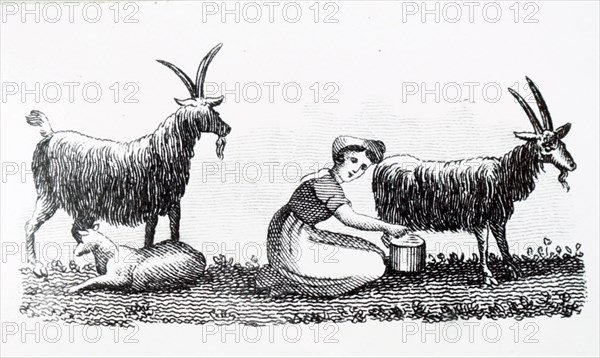 A milkmaid milking a goat