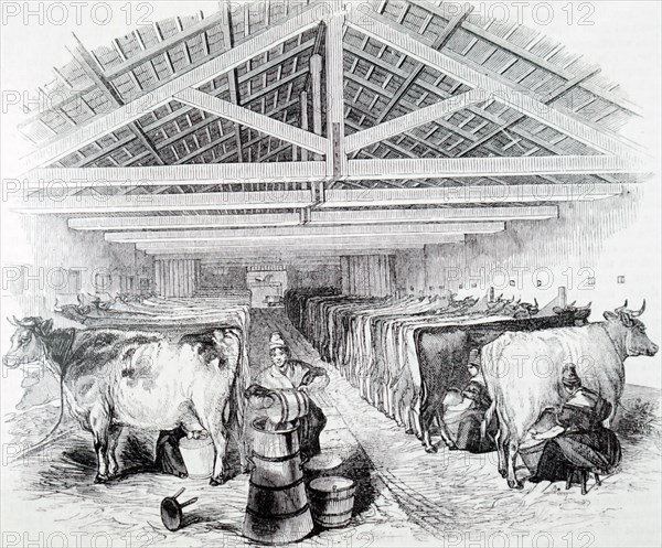 The milking shed of Laycock's Dairy Farm in Highbury, London