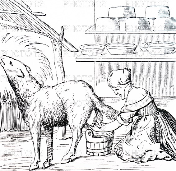 The milking of a ewe for cheese making in Switzerland
