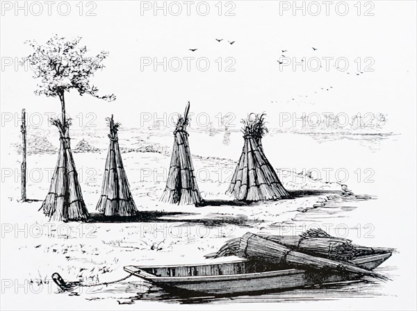 Bunches of rushes set up to dry in rural England