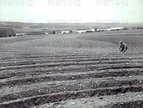 Photograph taken of the strip and contour farming on the farm of Willie Martin in New Brunswick, Canada