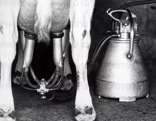 Photograph of an electric milking machine in use