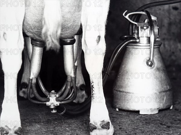 Photograph of an electric milking machine in use