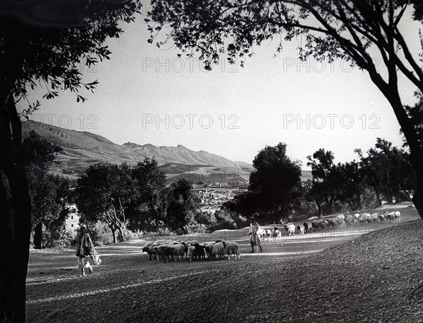 Photograph of an olive grove in Morocco, Africa