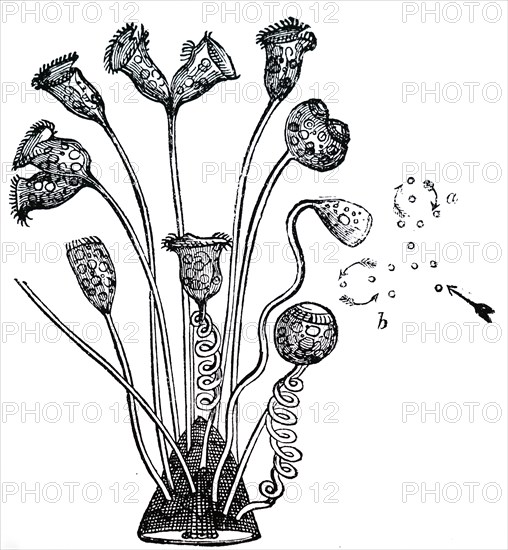 Vorticella'S