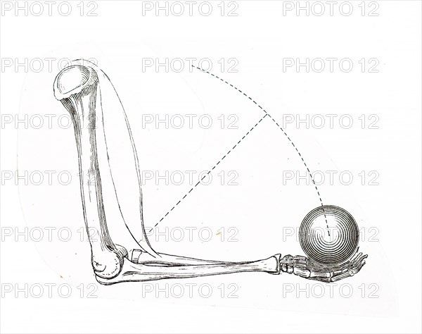 Illustration of an 19th Century anatomical view of an arm lifting a weight