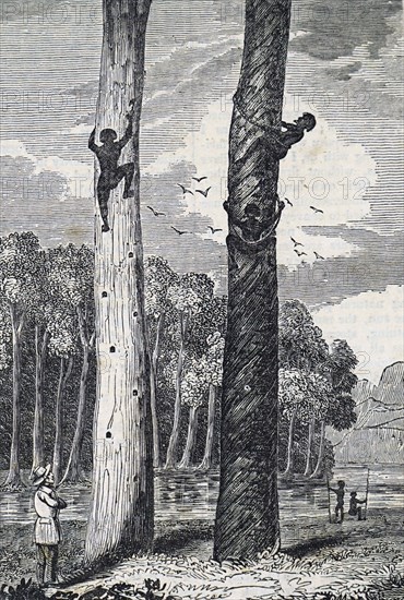 Australian aborigines climbing trees