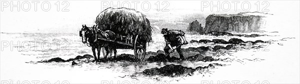 A man collecting seaweed which had washed up on the beach