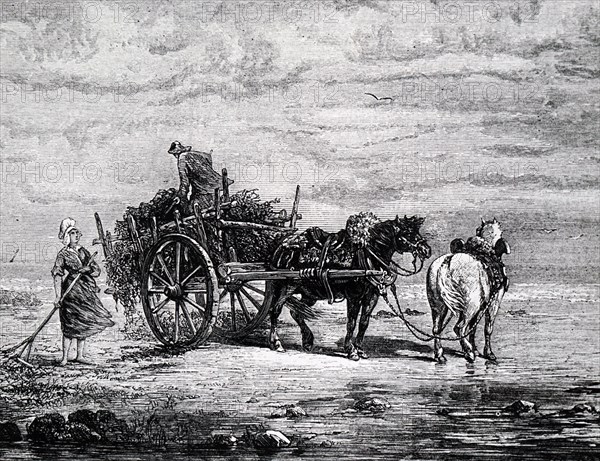 A man collecting seaweed which had washed up on the beach