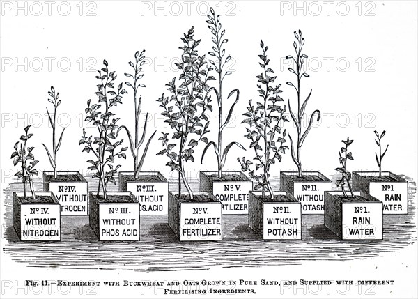 Experiments with buckwheat and oats grown in pure sand with different fertilising ingredients being conducted within the Experimental Station in Tharandt, Saxony