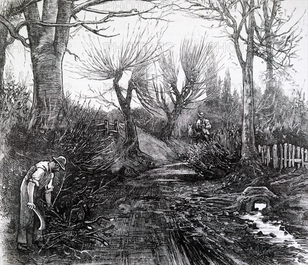 A farmer hedging in a country lane
