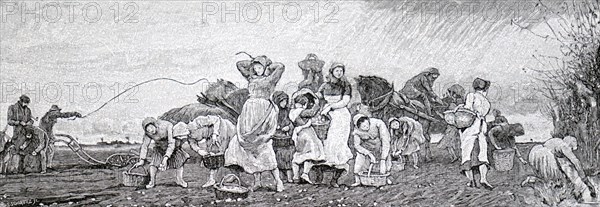 A gang of women potato picking in the Fens
