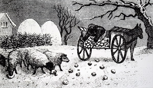 A farmer feeding his sheep turnips during the winter