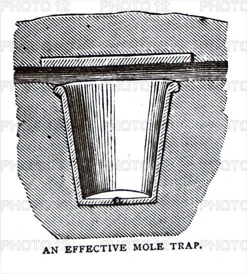 An effective mole trap