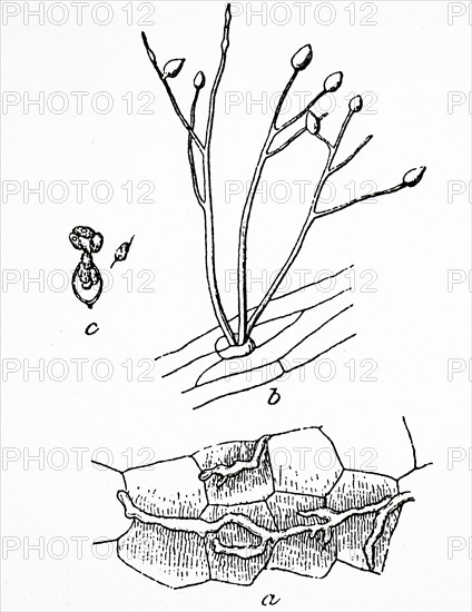 The rotting leaves of a potato plant due to a fungal infection which was spread by aphids