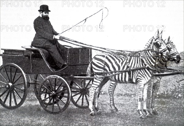 Photograph of Lionel de Rothschild driving a team of zebras