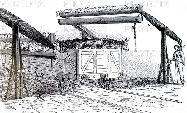 An open cattle truck at a feeding and watering halt