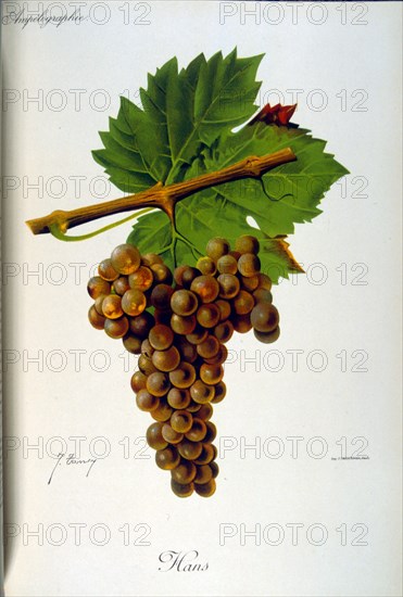 Illustration of grapes