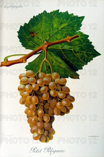 painted illustration of grapes from a viniculture manual