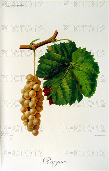 painted illustration of grapes from a viniculture manual