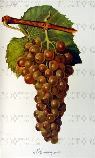 painted illustration of grapes from a viniculture manual