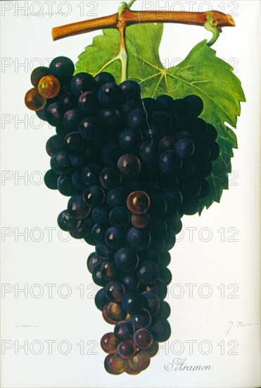 Grapes from a viniculture manual, 1905
