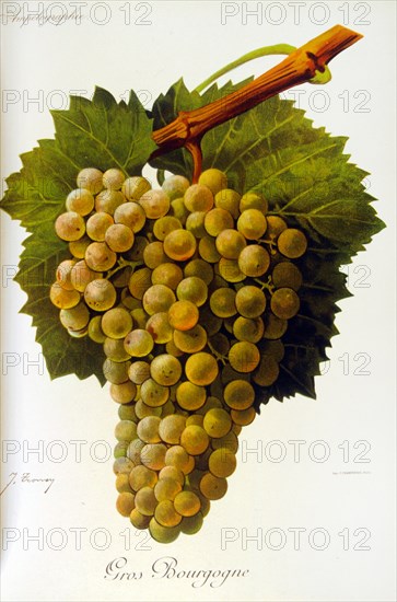 Grapes from a viniculture manual, 1905