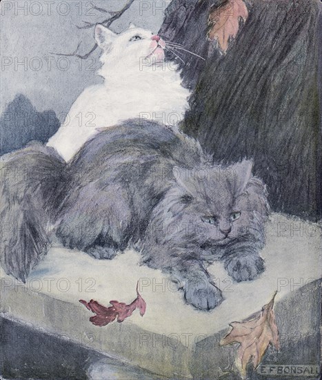 The book of the cat with facsimiles of drawings in colour. By Elisabeth Fearne Bonsall
