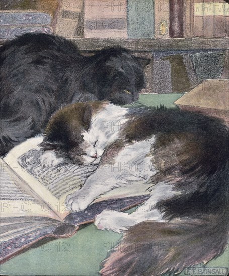 The book of the cat with facsimiles of drawings in colour. By Elisabeth Fearne Bonsall