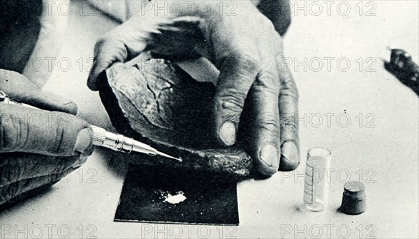 Small samples drilled from the broken edges of the skull remains of The Piltdown Man