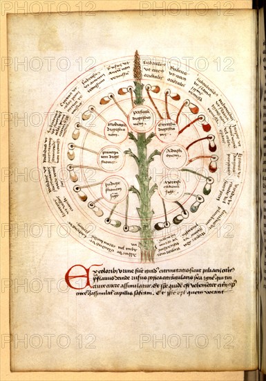 Treaties of hygiene and medicine, in French and Latine (15thC)