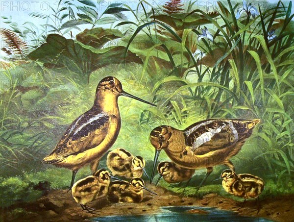 Lithographie de Currier and Ives, Oiseaux et leurs petits
A rising family