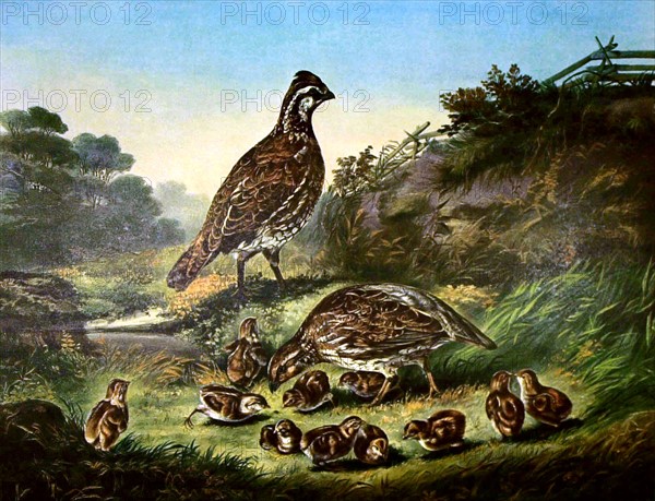 Lithographie de Currier and Ives, Oiseaux et leurs petits
The cares of a family