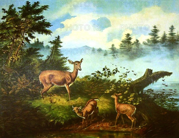 Lithographie de Currier and Ives, Une famille de chevreuils