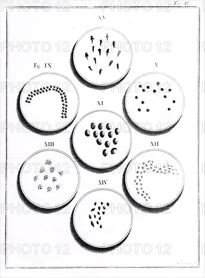 Microscope, Planche II : Génération du crapaud (18e siècle)
