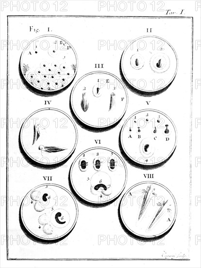 Microscope, Planche I : Génération de la grenouille (18e siècle)