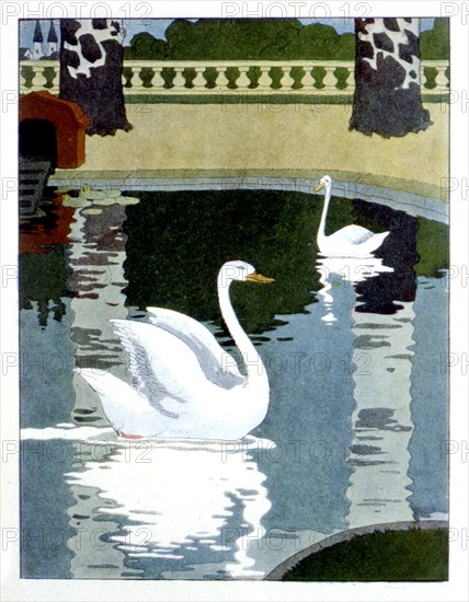 Swans