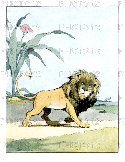 Lion