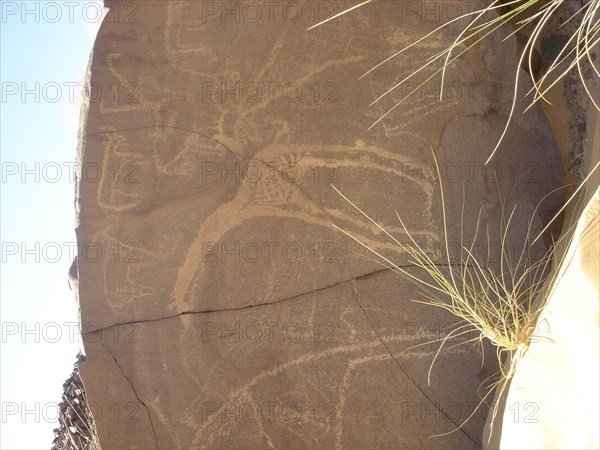 Rock engravings - Niger - giraffe