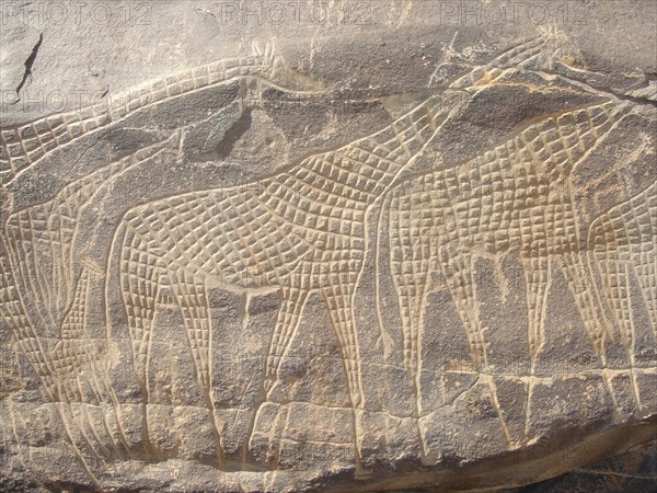 Rock engravings - Niger - giraffes
