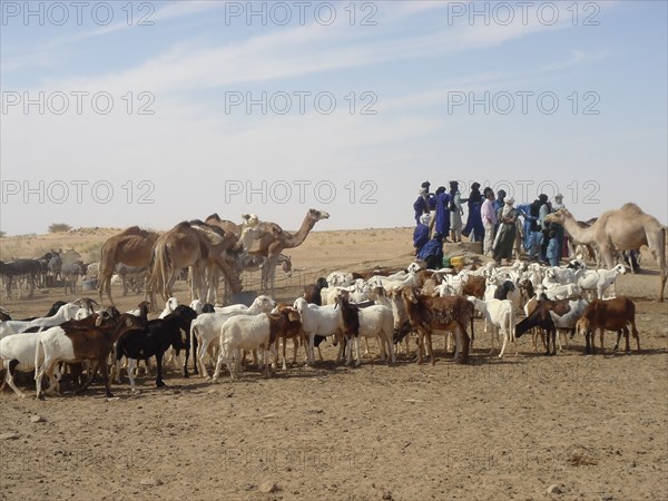 Touaregs autour d'un puits - Sahara - Niger